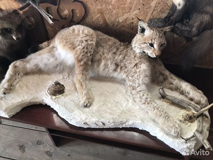 Коллекция Чучел