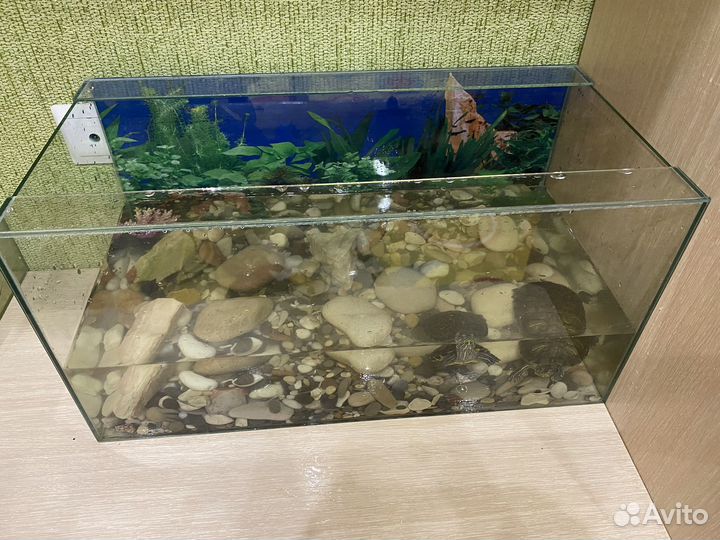 Красноухая черепаха с аквариумом