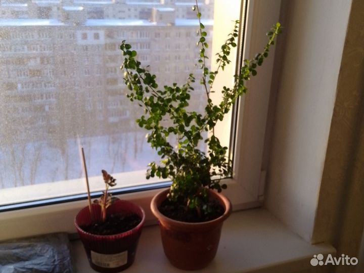 Миртовое дерево