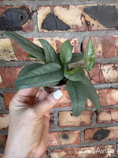 Эпипремнум Себу Блю, Epipremnum Cebu Blue