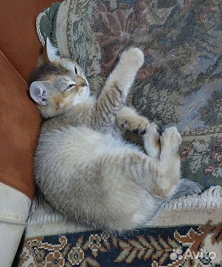 Британская золотая шиншилла