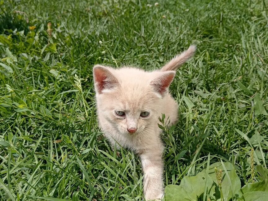 Кошки в добрые руки бесплатно