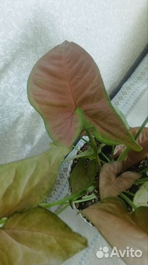 Спатифиллум