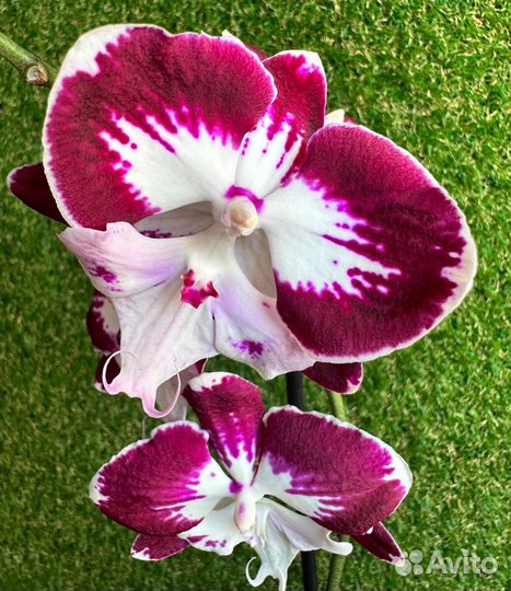 Орхидея пёстрый биглип