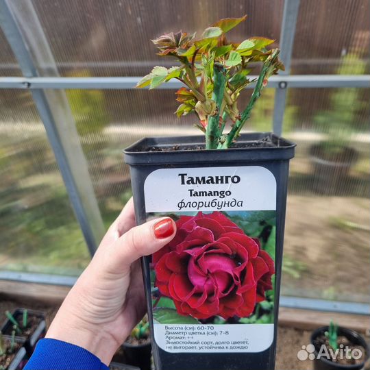 Розы флорибунда, спрей, чайно-гибридные