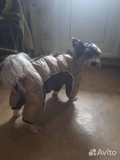 Зимний комбинезон для собаки