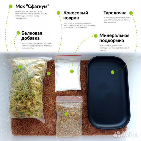 Улитка, улиткарий, террариум для улитки