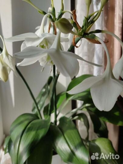 Эухарис амазонская лилия