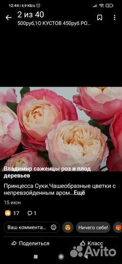 Саженцы роз премиум класса японской селекции