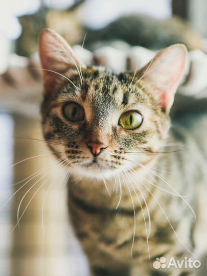 Спасите ласковую кошечку из приюта