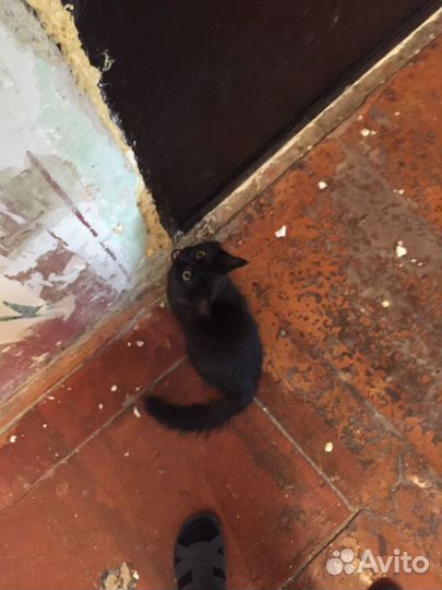 Кот 1 год