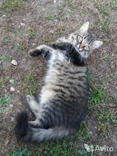 Котик в добрые руки