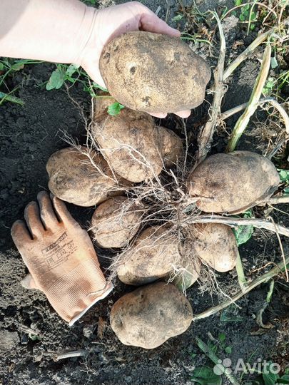 Картофель семенной Сынок (Богатырь) и Уника