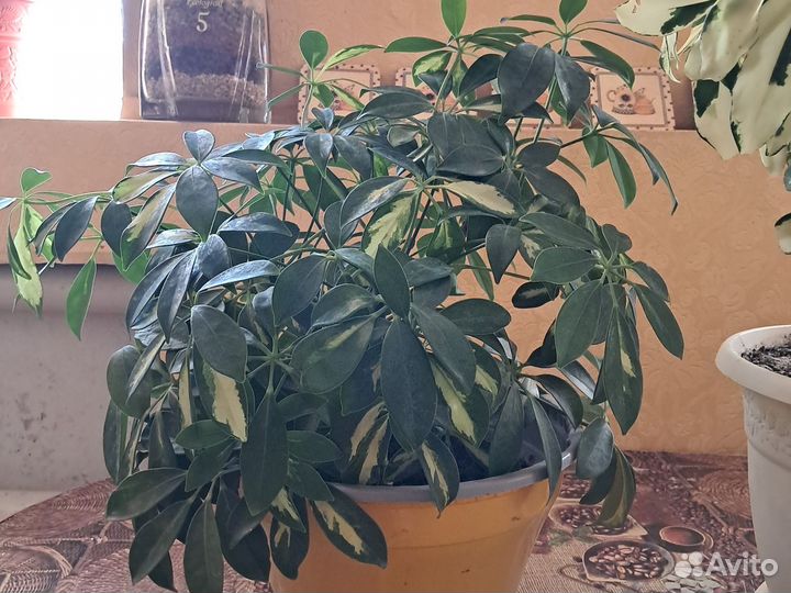 Комнатные цветы