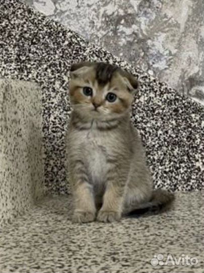 Котята вислоухие Золотые шиншиллы