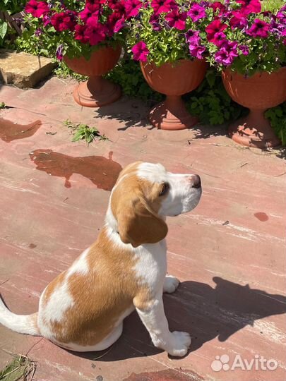 Щенок бигль мальчик