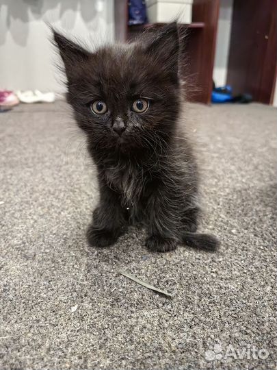 Котята помесь в добрые руки