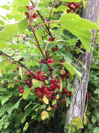 Участок 9,4 сот. (СНТ, ДНП)