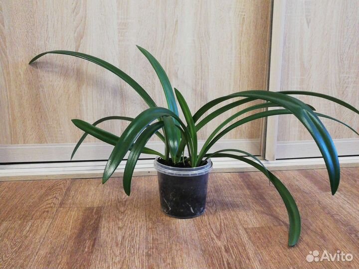 Гиппеаструм амариллис