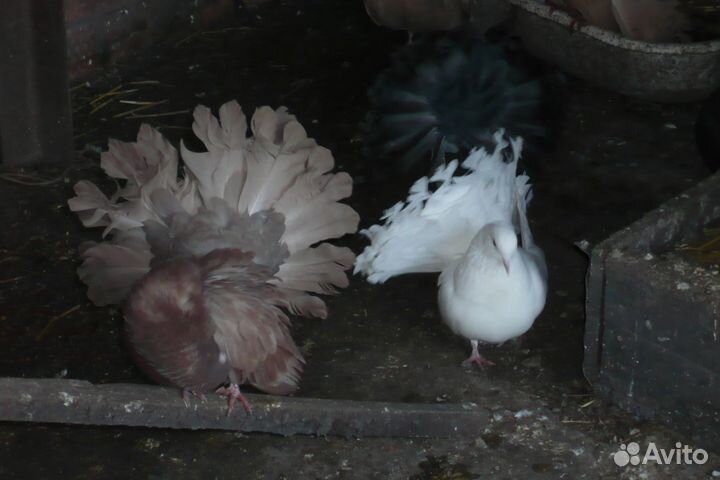 Голуби-Павлины