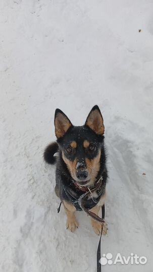 Передержка животных