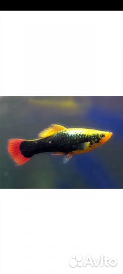 Пицилия Гавайская