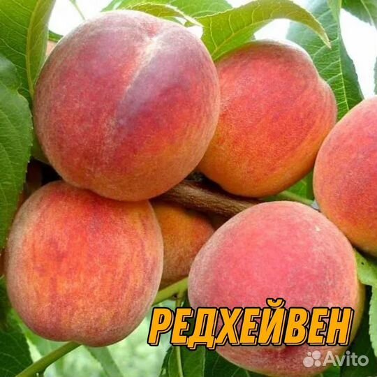 Саженцы персика