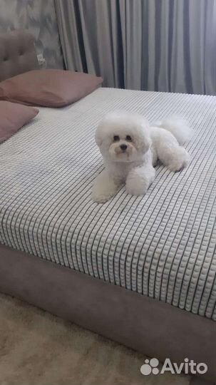 Щенки бишон фризе