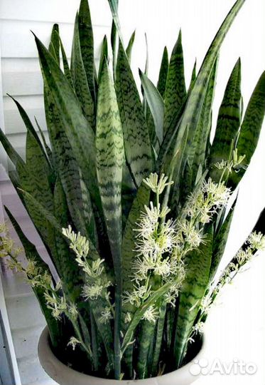 Сансевиерия.Тёщин язык.Щучий хвост. Тигровая лилия