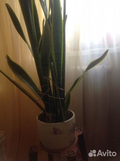 Комнатные растения