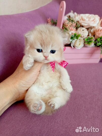 Шотландская длинношёрстная девочка лиловое золото