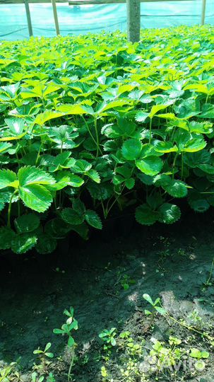 Рассада клубники клери