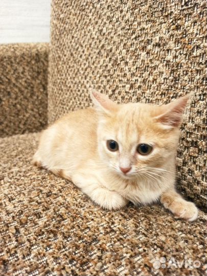 Котенок девочка в самые добрые руки