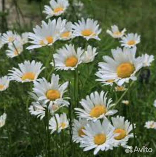 Ромашка садовая (не крупная)