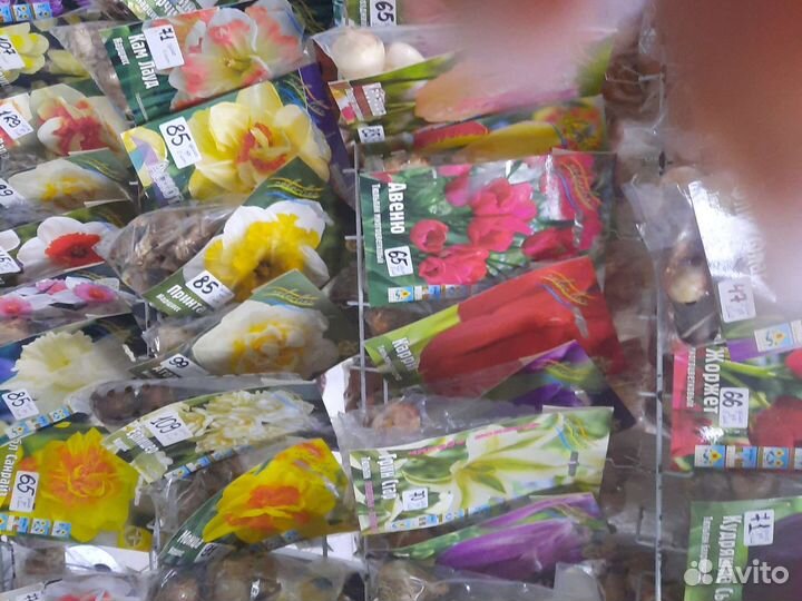 Луковичные цветы