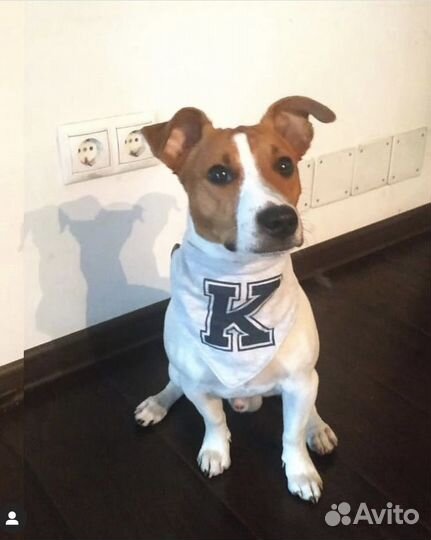 Джек Рассел терьер вязка