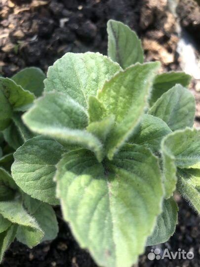 Тимьян Чабрец вариегатный