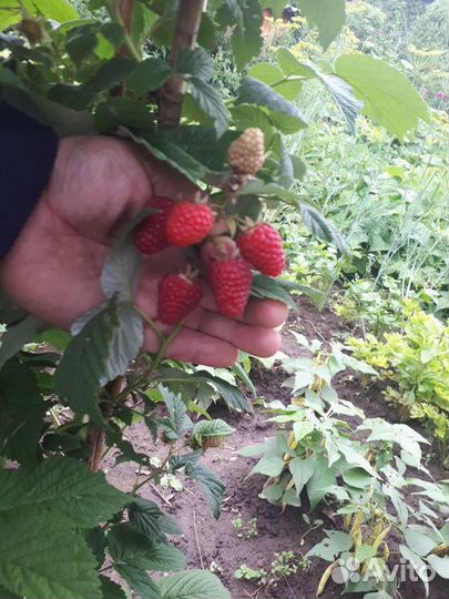 Саженцы малинового дерева