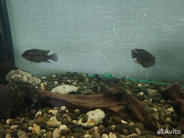 Акара бирюзовая