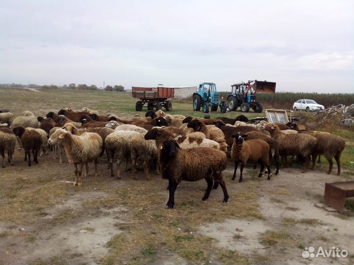 Овцы-матки бараны ягнята
