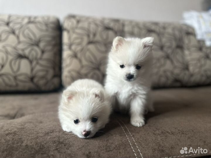 Щенки шпица