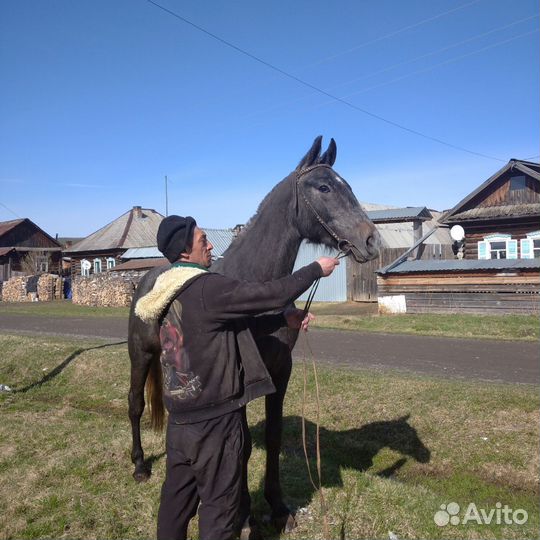 Жеребец орловский рысак