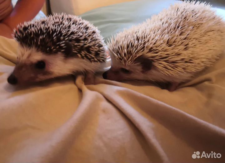 Африканский белый карликовый ежик