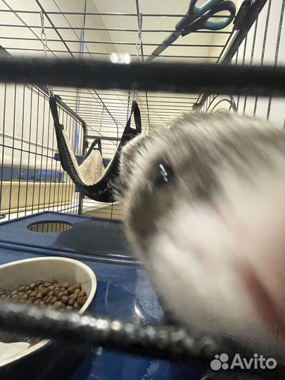 Хорек с клеткой