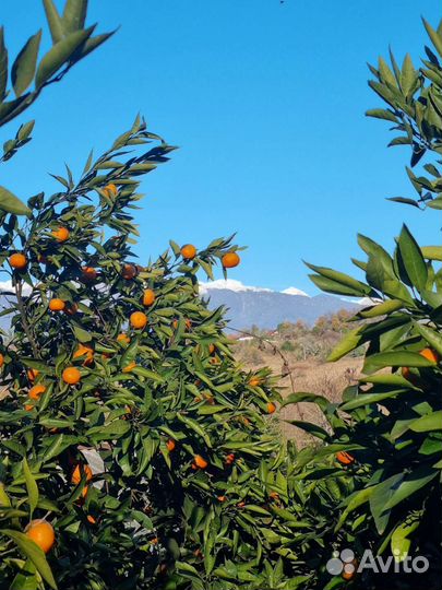 Организуем тур в Абхазию