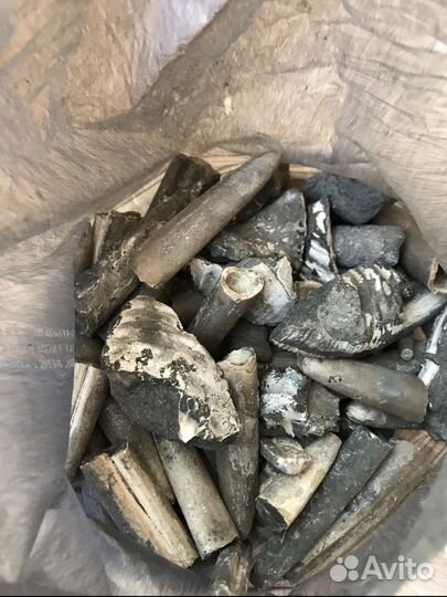 Окаменелости аммониты белемниты