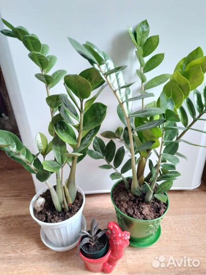 Комнатные цветы