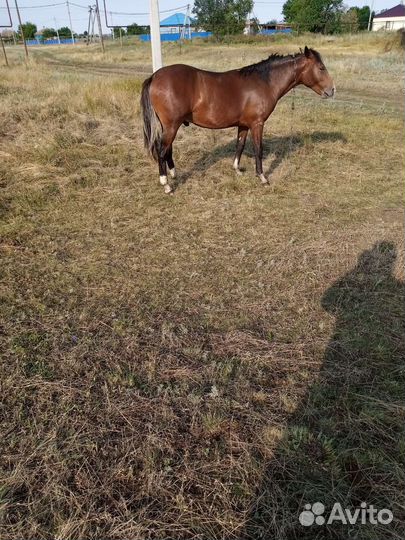 Лошади жеребята