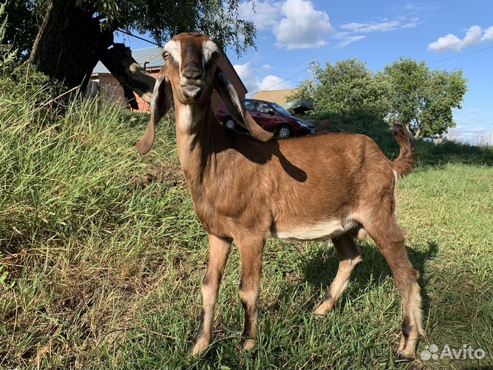 Англо нубийский козлик