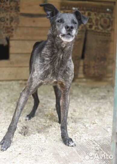 Отдам в хорошие руки собаку